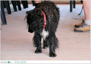 2025.09.22. Dália Tavak