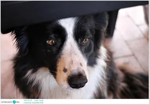 2025.09.22. Dália Tavak