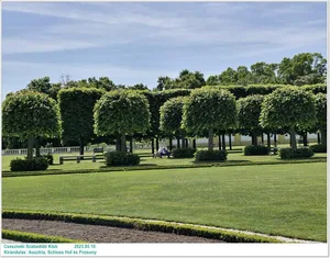 2025.05.10. Kirándulás: Ausztria, Schloss Hof és Pozsony / Képeket a tagok készítették