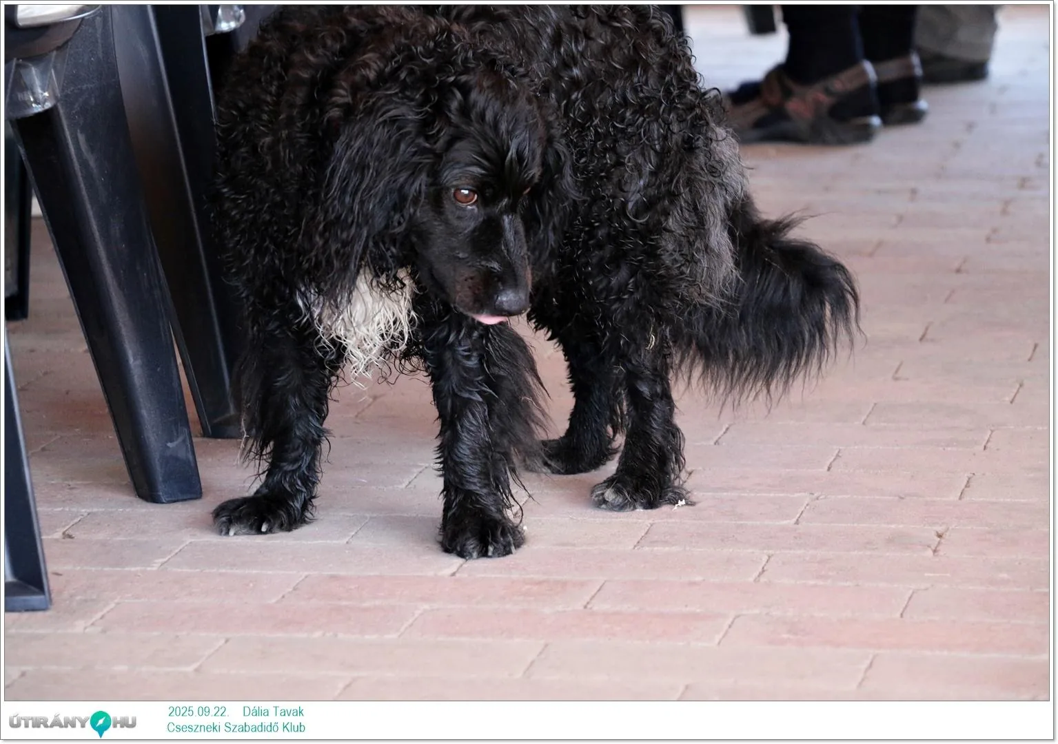 2025.09.22. Dália Tavak