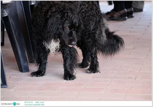 2025.09.22. Dália Tavak