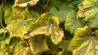 Szőlő aranyszínű sárgaság borítóképe