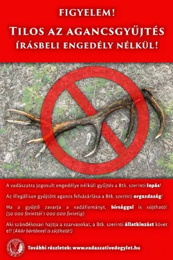 Tilos az agancsgyűjtés engedély nélkül! borítóképe