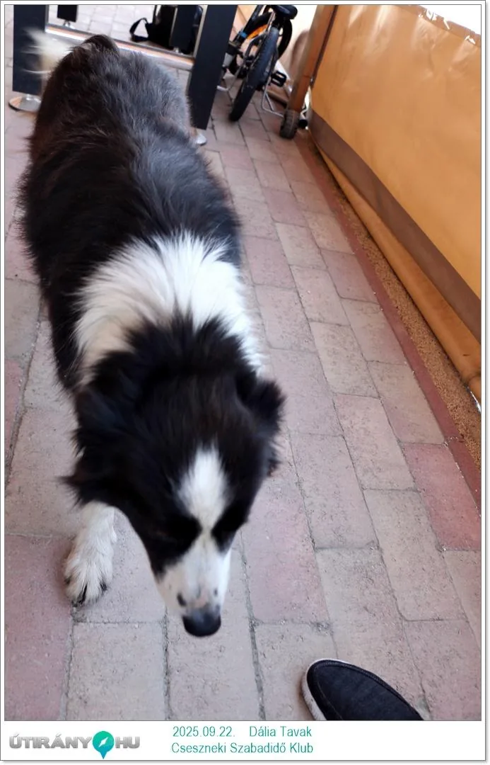 2025.09.22. Dália Tavak