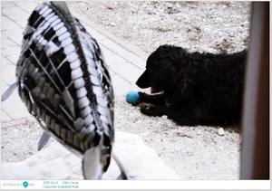 2025.04.02. Dália Tavak