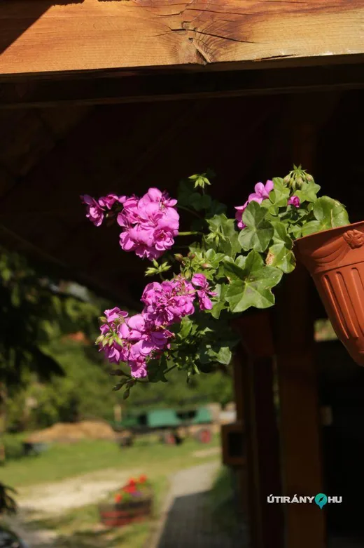 'Aranyos-patak vendégház' cikk borítóképe
