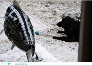 2025.04.02. Dália Tavak