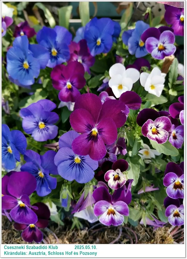 2025.05.10. Kirándulás: Ausztria, Schloss Hof és Pozsony / Képeket a tagok készítették